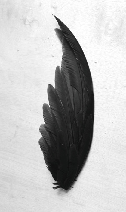 Black feather